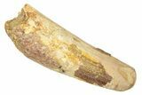 Fossil Spinosaurus Tooth - Real Dinosaur Tooth #257506-1